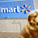 Are Dogs Allowed Inside The Walmart? (Every Things About Walmart's Pet Policy)